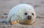 Neugeborene Kegelrobben tragen ein langes wei&szlig;es Babyfell. Es sch&uuml;tzt vor Wind und K&auml;lte, ist aber noch nicht perfekt wasserdicht. Deshalb bleiben die kleinen Robben in den ersten Lebenswochen an Land.