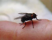 Insekten sind bei der Aufkl&auml;rung eines Mordes sehr von Nutzen: Ein Entomologe kann aufgrund ihres Alters den genauen Todezeitpunkt der Leiche bestimmen.