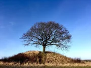 Typisches Hügelgrab im dänischen Lejre. Die Langhäuser oder Königshallen befanden sich meist in der Nähe der Hügelgräber. In der Nähe wurden höchstwahrscheinlich die Überreste von Heorot gefunden, die Königshalle des legendären König Hrothgar. Typisches Hügelgrab im dänischen Lejre. Die Langhäuser oder Königshallen befanden sich meist in der Nähe der Hügelgräber. In der Nähe wurden höchstwahrscheinlich die Überreste von Heorot gefunden, die Königshalle des legendären König Hrothgar.