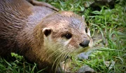 Young otter Young otter