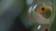 Noch hängt das Ei des Rotaugenlaubfroschs an einem Ast. Erst wenn die Kaulquappe schlüpft, wird sich zeigen, ob die Mutter den Platz gut gewählt hat.