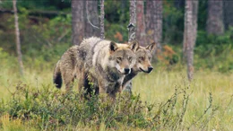 Wolves
