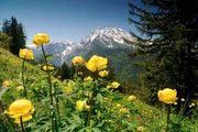 Eine Trollblumenwiese im Nationalpark Berchtesgaden. Eine Trollblumenwiese im Nationalpark Berchtesgaden.
