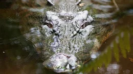 Salzwasserkrokodile lauern nicht nur im S&uuml;&szlig;wasser auf Beute - sie k&ouml;nnen auch im Salzwasser &uuml;berleben ... und gehen im offenen Ozean auf Jagd.