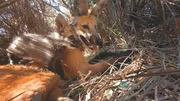 In Brasilien ist es Wissenschaftlern gelungen, mit versteckten Kameras zum ersten Mal junge M&auml;hnenw&ouml;lfe mit ihrer Mutter zu filmen.