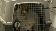 Dogs in a transporter. Dogs in a transporter.