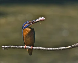 Eisvogel.