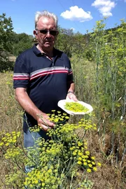 Igor Grilanc sammelt Fenchelsamen – sie verfeinern Käse und so manch andere Speisen. Igor Grilanc sammelt Fenchelsamen – sie verfeinern Käse und so manch andere Speisen.