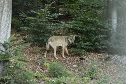 Ein Wolfsr&uuml;de aus dem Nationalpark Bayerischer Wald im Tierfreigel&auml;nde des Hauses zur Wildnis in Ludwigsthal.