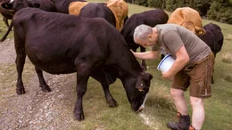 Johann Maier f&uuml;ttert seine Angus-Rinderherde auf der Gerlitzen Alm.