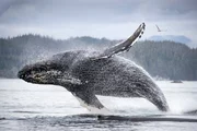 Das neue Verhalten der Buckelwale vor Vancouver Island ist offenbar nicht nur für die Forscher eine Überraschung; einen jungen Buckelwal haben die Wissenschaftler Hilroy getauft.