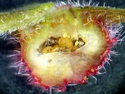 Reblaus-Eier in einer Galle. Der millimetergro&szlig;e Sch&auml;dling hat im 19. Jahrhundert zahllose europ&auml;ische Winzer in den Ruin getrieben.