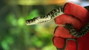 Jungtier "Ferdinand", ein einjähriger Dschungel-Teppichpython, wird zur Gewichtskontrolle alle vier Wochen gewogen. Jungtier "Ferdinand", ein einjähriger Dschungel-Teppichpython, wird zur Gewichtskontrolle alle vier Wochen gewogen.
