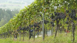Ernte der blauen Wildbachertraube f&uuml;r den Schilcher-Wein.