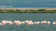 Flamingos, Auf halbem Weg zwischen der Grenze zu Griechenland im Süden und Montenegro im Norden findet sich sich die Küstenlagune Karavasta.