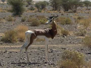 Mhorrgazellen: Die Tiere waren in Afrika ausgestorben; nur in einem Zoo in Spanien lebten die letzten sieben Tiere und man begann sie zu züchten. Die ersten Gazellen gelangten wieder nach Afrika.