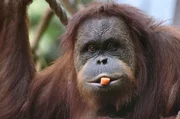 Schlaues Orang-Weibchen – mit viel Geschick hat sie sich die Leckereien verschafft.