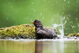 Amsel.