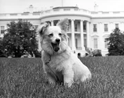 Das Wei&szlig;e Haus, die ber&uuml;hmteste Hundeh&uuml;tte der Welt? Pushinka, der Hund der Kennedys, zog 1961 ein - als diplomatisches Geschenk aus Moskau.