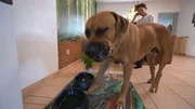 XXL-Ridgeback Ramos mit Can.