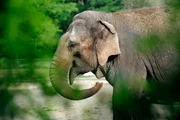 Elefant im Tierpark Berlin