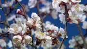 Marillenblüten im Frühling. Die „Wachauer Marille“ ist eine geschützte Ursprungsbezeichnung. Das spezielle Klima in der Wachau mit seinen großen Unterschieden zwischen Tages- und Nachttemperatur soll sich besonders auf die Aromabildung auswirken.