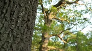 Eichen sind erst mit etwa 100 Jahren erwachsen. Sie bieten mehr als 600 Jahre lang Lebensraum und Nahrung f&uuml;r Tiere. Bzw. B&auml;ume versenden Botschaften: Lautlos, unsichtbar und in einer geheimnisvollen Sprache.