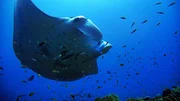 Ein Mantarochen schwimmt im Meer vor Bali. Ein Mantarochen schwimmt im Meer vor Bali.