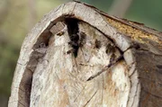Die Östliche Honigbiene (Apis cerana) ist viel kleiner und zahmer als die in den Bergen lebende Kliffhonigbiene (Apis laboriosa).