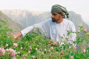 Auf dem Jebel Akhdar erntet Ali Al Amri duftende Damaszener-Rosen. Auf dem Jebel Akhdar erntet Ali Al Amri duftende Damaszener-Rosen.