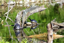 Rotwangen- und Gelbbauchschildkr&ouml;te, Wasserpark in Wien Floridsdorf.