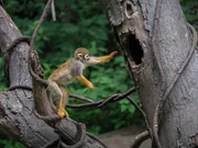 Squirrel Monkey