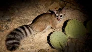 Der Katzenfrett mit seinen großen Augen ist ein nachtaktives Tier. Der Katzenfrett mit seinen großen Augen ist ein nachtaktives Tier.