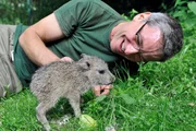 ARD/rbb PANDA, GORILLA & CO., TEIL 271, "Geschichten aus dem Zoo Berlin und Tierpark Berlin", am Freitag (06.09) um 16:10 Uhr im ERSTEN. Ein kleines Highlight im Tierpark Berlin ist das zehn Tage alte Chaco-Pekari, das auch von Reviertierpfleger Ren&eacute; Walther mit der Flasche aufgezogen wird!