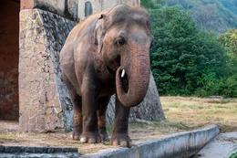 Allein und ohne artgerechte Umgebung fristete der Elefant Kaavan, einst ein Staatsgeschenk, jahrelang sein Dasein im Zoo Islamabad.