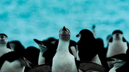 Pinguine