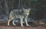 wolf, forest, animal, wild, nature, wildlife, mammal, dog, predator, gray, canine, fur, howling, hunting