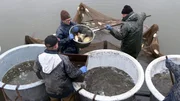 Fischer beim Fische sortieren. Fischer beim Fische sortieren.
