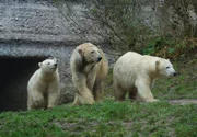 Die Eisbären "Nobby" (links) und "Nela" mit ihrer Mutter Giovanna (Mitte) im Tierpark Hellabrunn. Die Eisbären "Nobby" (links) und "Nela" mit ihrer Mutter Giovanna (Mitte) im Tierpark Hellabrunn.