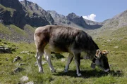 Das geländegängige Tiroler Grauvieh auf 2.300 Metern. Das geländegängige Tiroler Grauvieh auf 2.300 Metern.