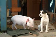 Parson-Russell-Terrier Kalle weiß nicht, was er davon halten soll: ein Schwein in seinem Revier!