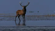 W&auml;hrend den kurzen Warmzeiten leben Hirsche, Rehe und Flusspferde in den W&auml;ldern.