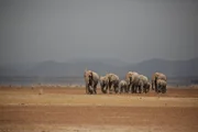 Steppenelefanten durchqueren den Amboseli-Nationalpark auf der Suche nach Wasser und Nahrung.