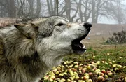 Wolf heult im Obstgarten.