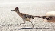 MDR Fernsehen TIERE VOR DER KAMERA, "Highway durch die Kaktusw&uuml;ste", am Dienstag (01.01.13) um 10:25 Uhr. Der Roadrunner ist ein sehr guter L&auml;ufer, der die meiste Zeit in Bodenn&auml;he verbringt.