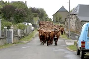 Salers-Rinder gehören zu den ältesten Rinderrassen Frankreichs.