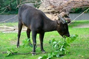 Zwergbüffel Taycoon im Berliner Zoo