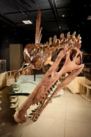 Der Spinosaurus an der Universit&auml;t von Chicago.