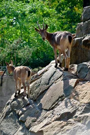 Auf dem Steinbockfelsen im Zoo Berlin hängt der Haussegen schief.