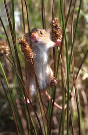 Die Zwergmaus, eines der kleinsten Säugetiere der Welt, wiegt nur so viel wie ein paar Streichhölzer und kann ihr ganzes Leben hoch oben im Gräserwald verbringen. Die Zwergmaus, eines der kleinsten Säugetiere der Welt, wiegt nur so viel wie ein paar Streichhölzer und kann ihr ganzes Leben hoch oben im Gräserwald verbringen.